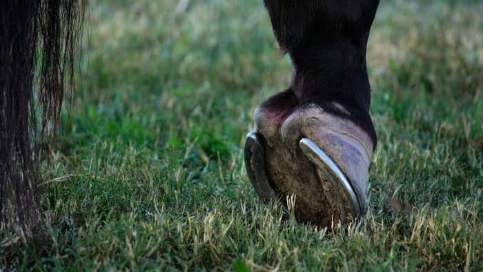  Are horses in pain when getting horseshoes?