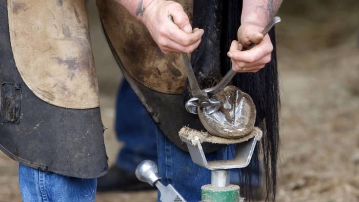  Are horseshoes good for horses?