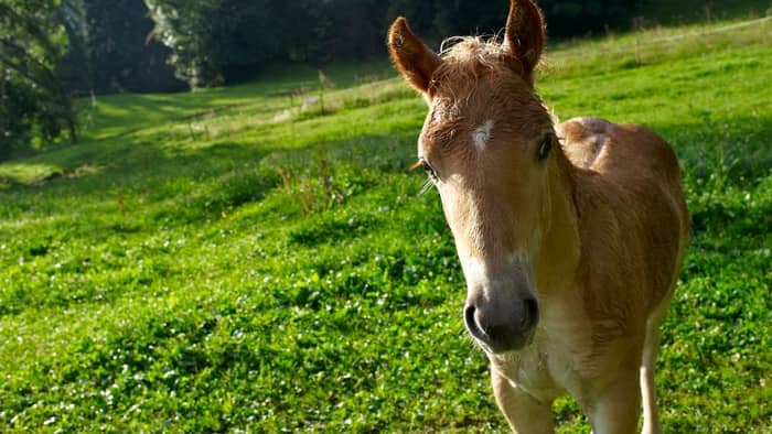  Can baby horses eat hay?