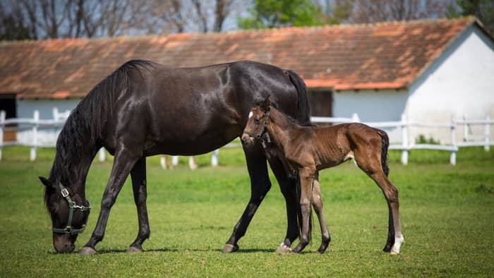  Can foals eat apples?