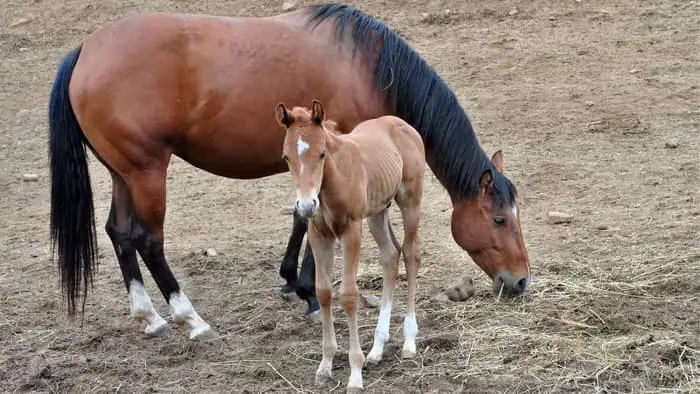  Do foals need hard feed?