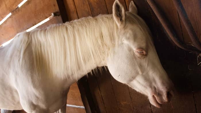  Do horses really sleep standing up?