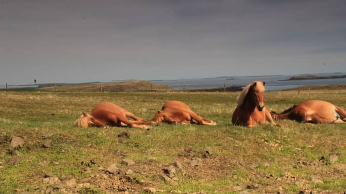  Do horses sleep all night?