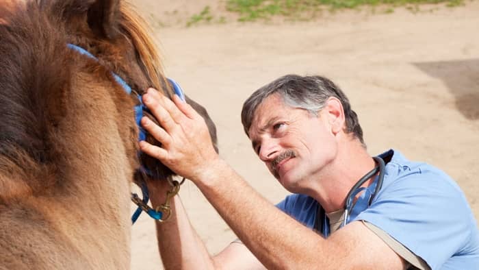  How do you treat drooling in horses?