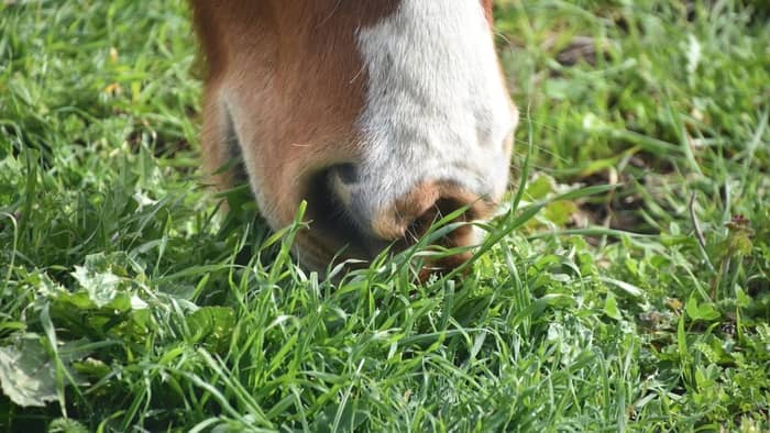  How much does a horse eat per day?