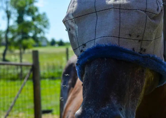  Is there a trap for horse flies