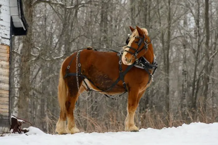 The Worth Of A Clydesdale Horse