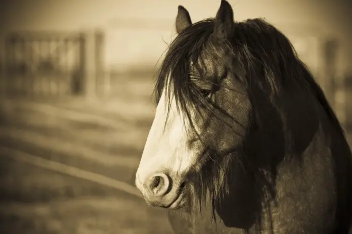 What Is Special About Clydesdale Horses