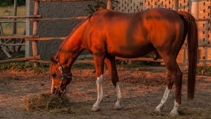  What is a good balanced diet for horses?