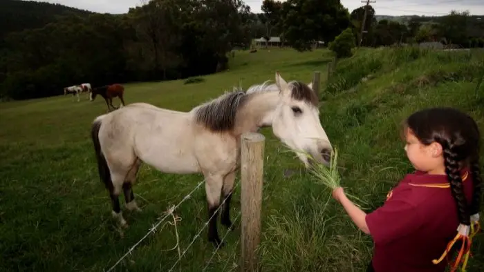  What is creep feed for horses