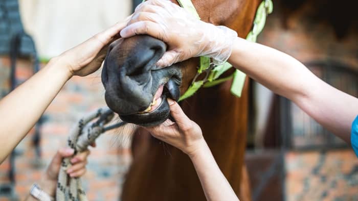  Why do horses foam at the mouth after eating?