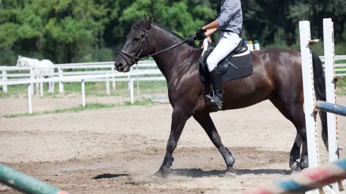  Can you ride horses in boots?