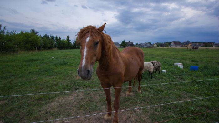  How do you make a temporary horse fence?