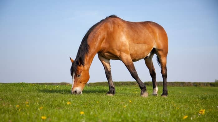  What are the 5 types of feeds for horses?