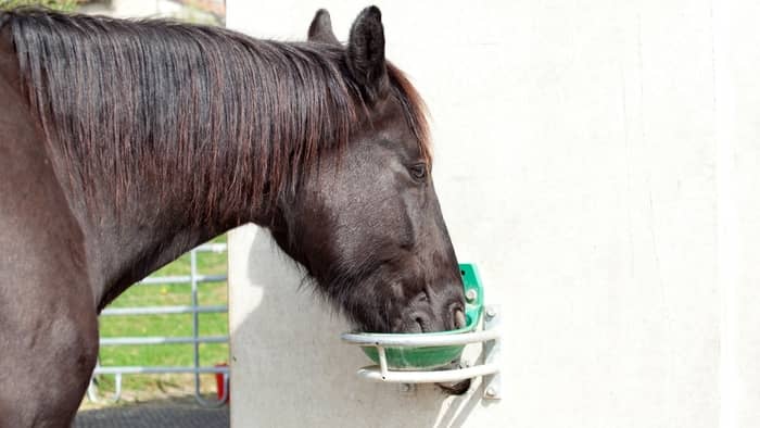  What is the main disadvantage of using an automated watering system for horses?
