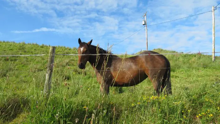  What is the most economical horse fencing?