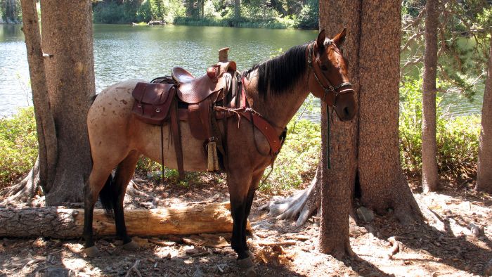 What is the most popular horse saddle?