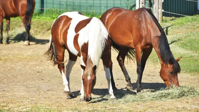  What type of fence is best for horses?