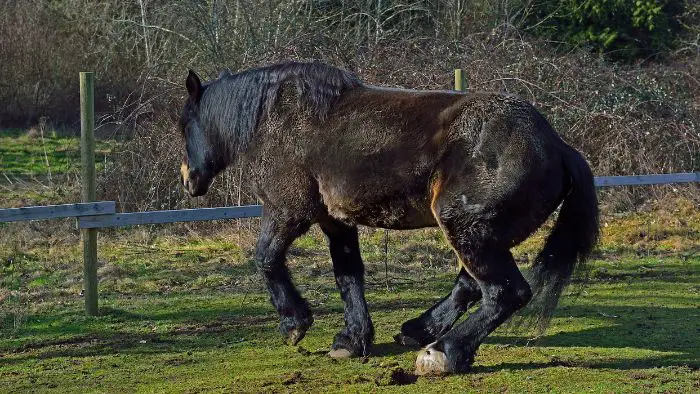  How tall is the tallest horse in the world?