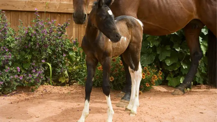  Is a foal a baby?