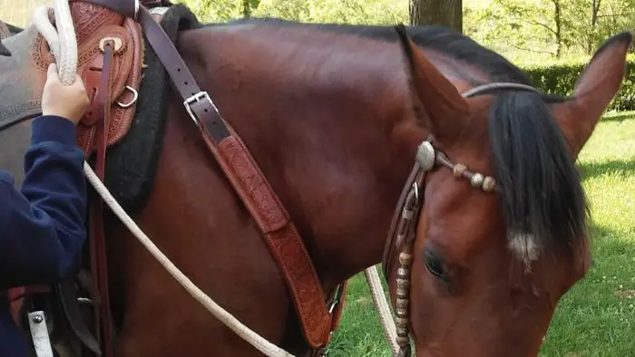  What are the straps on a horse called?