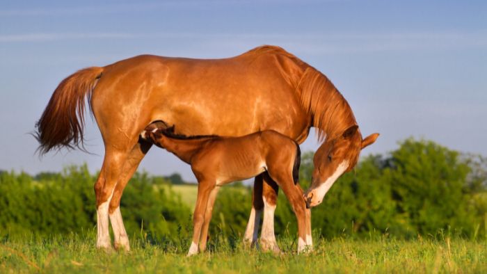  What is the difference between a foal and a colt?