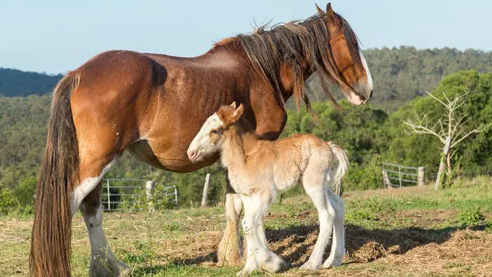  What was the biggest horse in the world in 2020?