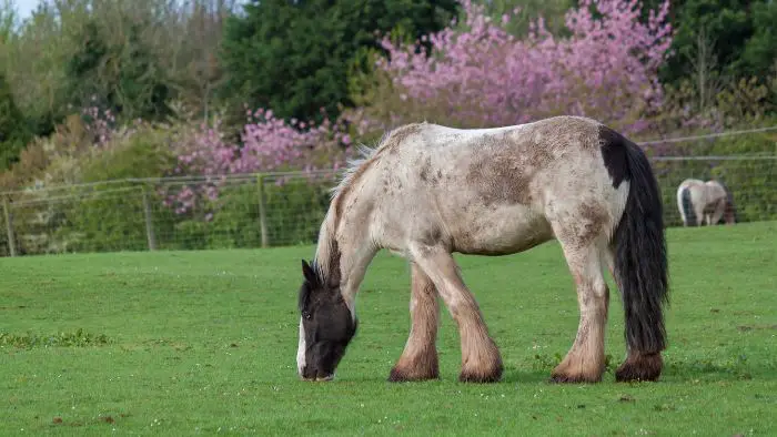 fattest horse