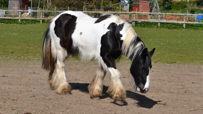  world's fattest horse